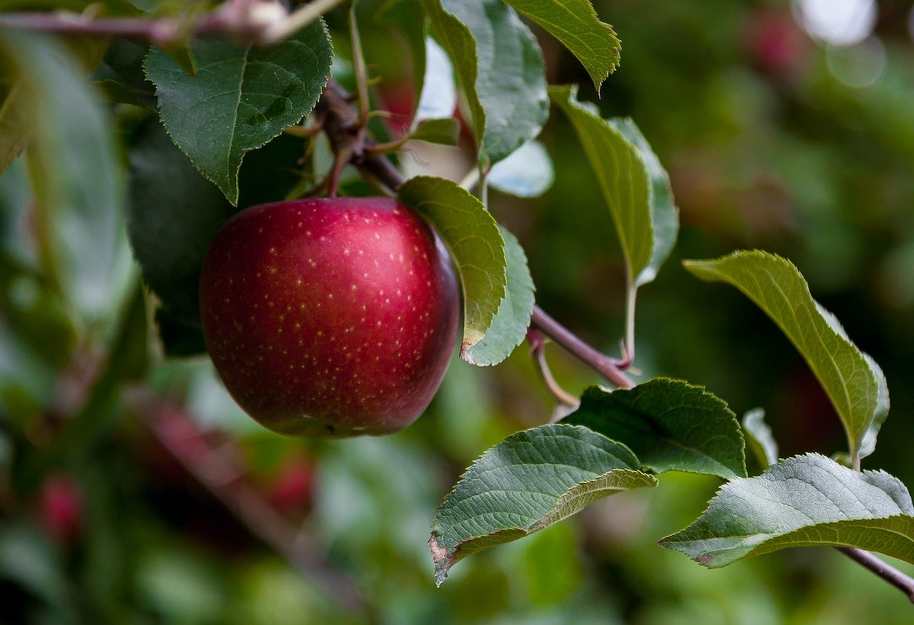 Apple tree